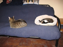 dis wut I fink ob you using da new bed