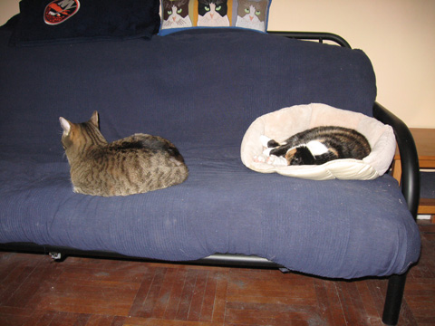 dis wut I fink ob you using da new bed