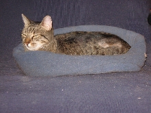 my cup bed on the futon