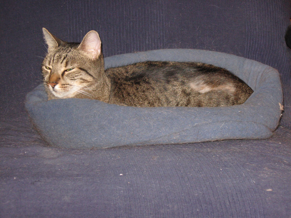 my cup bed on the futon