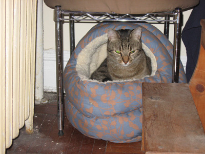 and here i iz in da new bed