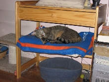 napping on the linux desk shelf
