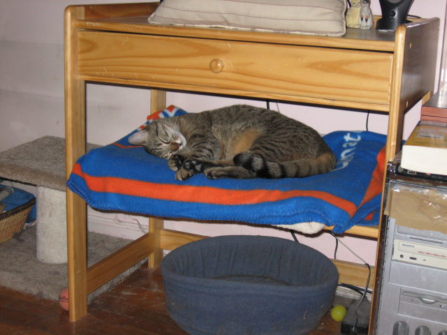 napping on the linux desk shelf
