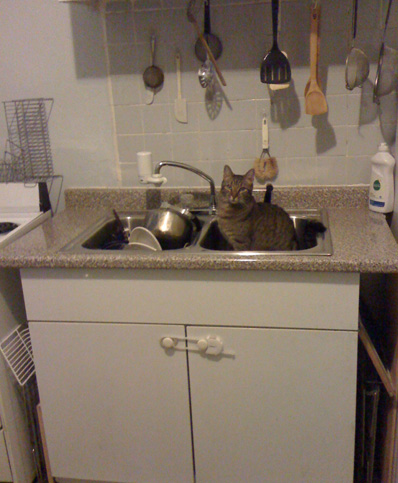 trying to get da hoomin to run some water