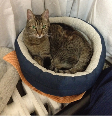 Purrrrrr to Zade