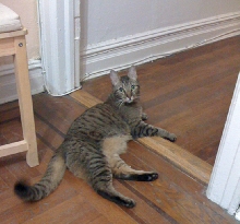 just waiting for more treats