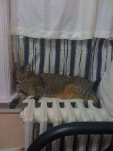 riding out da storm (Hissycane Irene)