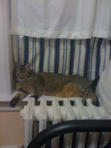 riding out da storm (Hissycane Irene)