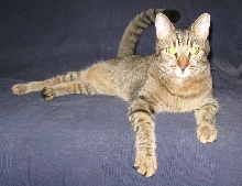 relaxing befurr 11pm mews