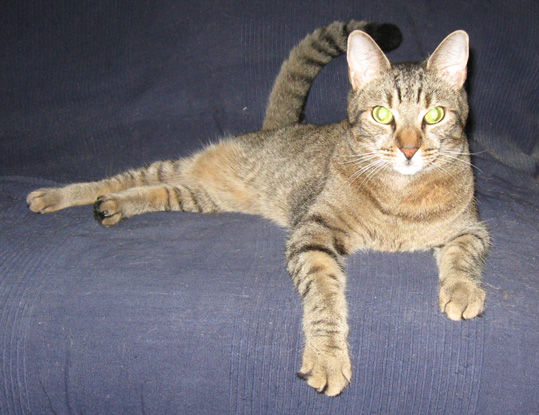 relaxing befurr 11pm mews