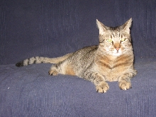 a furrmal pitchur