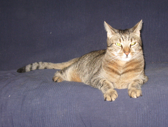 a furrmal pitchur