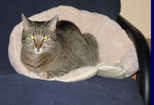 da new bed