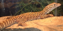 FlaviXArgus basking