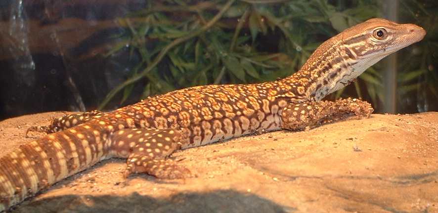 FlaviXArgus basking