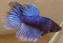 sapphire blue black butterfly super delta male