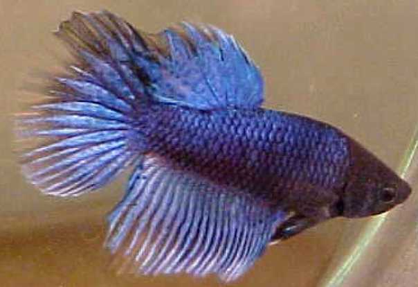 sapphire blue black butterfly super delta male