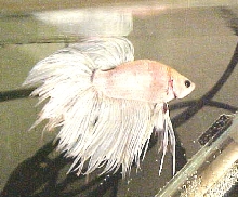 another opaque crowntailed male
