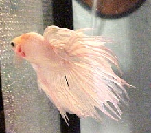 opaque crowntail male