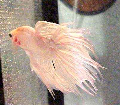 opaque crowntail male