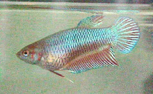 Metallic red & green female