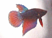 volcano male