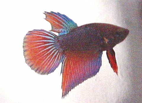 volcano male