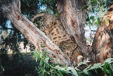 koda in tree