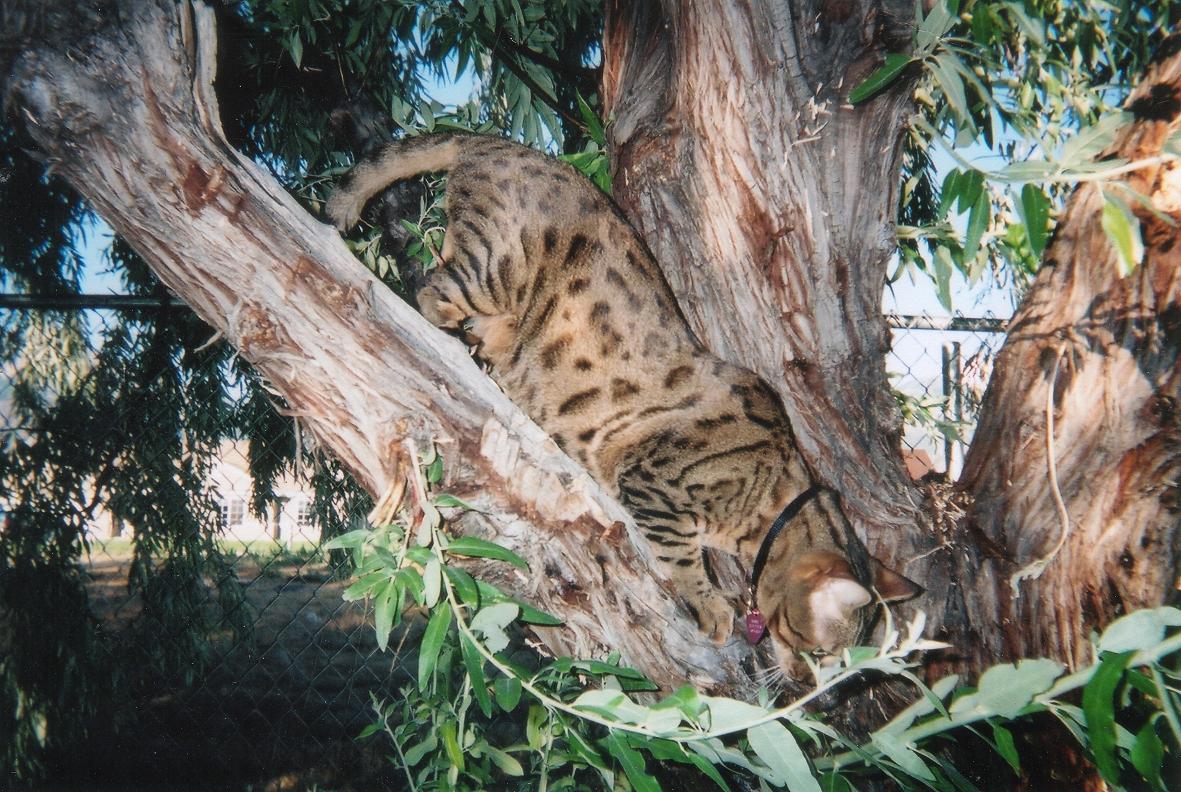 koda in tree
