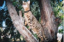 koda in tree2