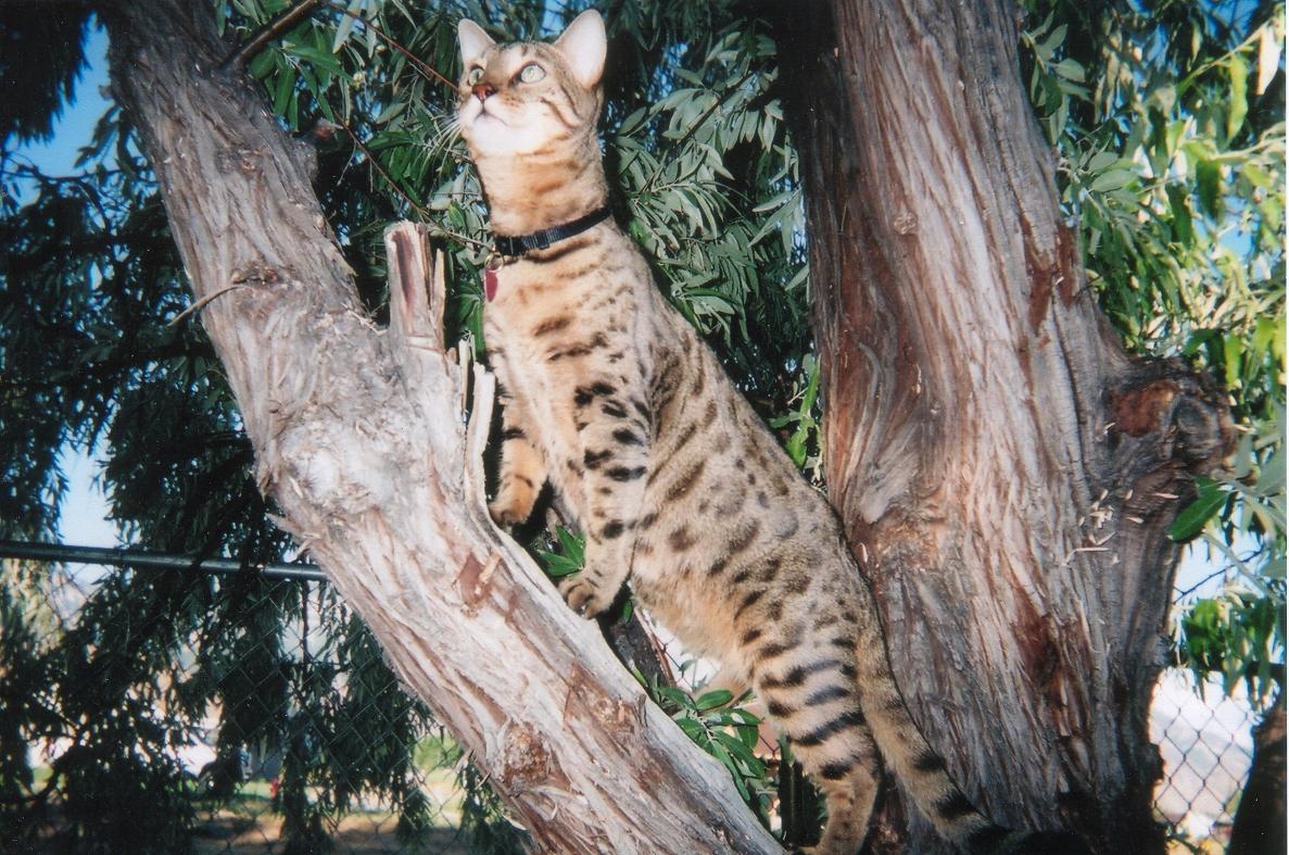 koda in tree2