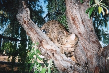 Koda in tree3