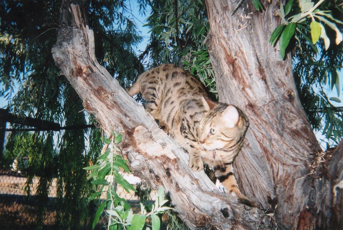 Koda in tree3