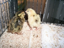 Japanese quail