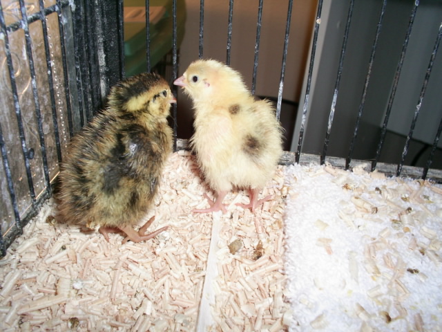 Japanese quail