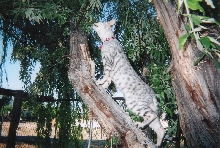 emmy in tree