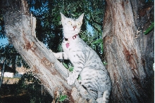 emmy in tree2