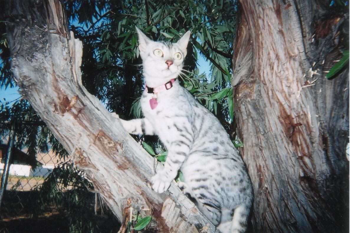 emmy in tree2
