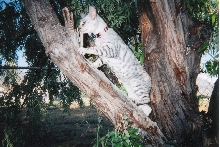 emmy in tree3