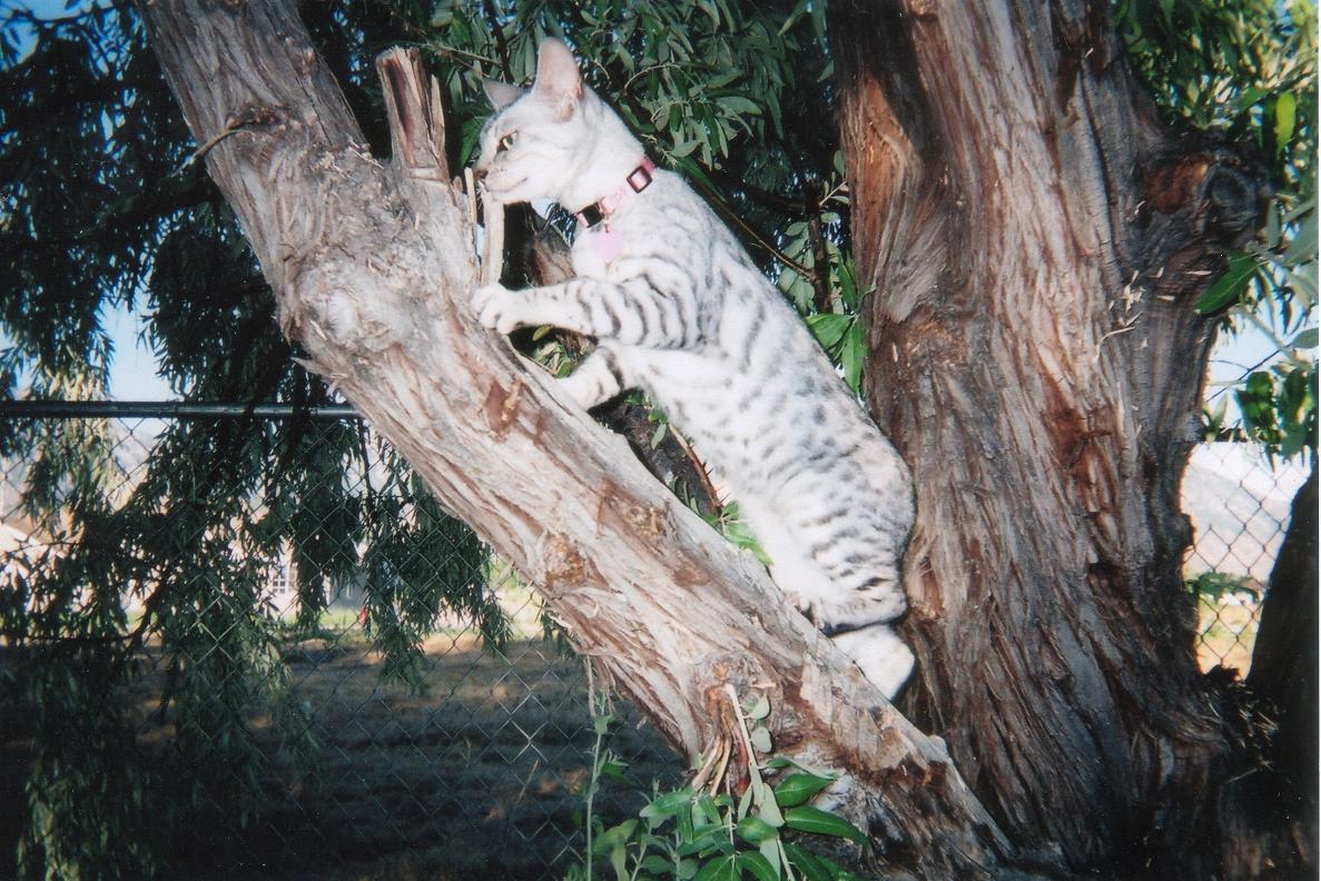 emmy in tree3