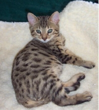 baby koda