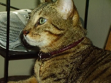 Handsome Boy2