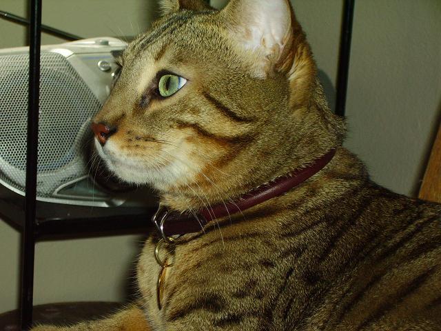 Handsome Boy2