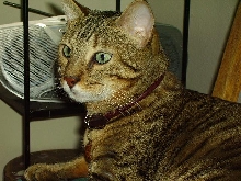 handsome boy
