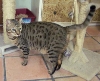 full grown bengal