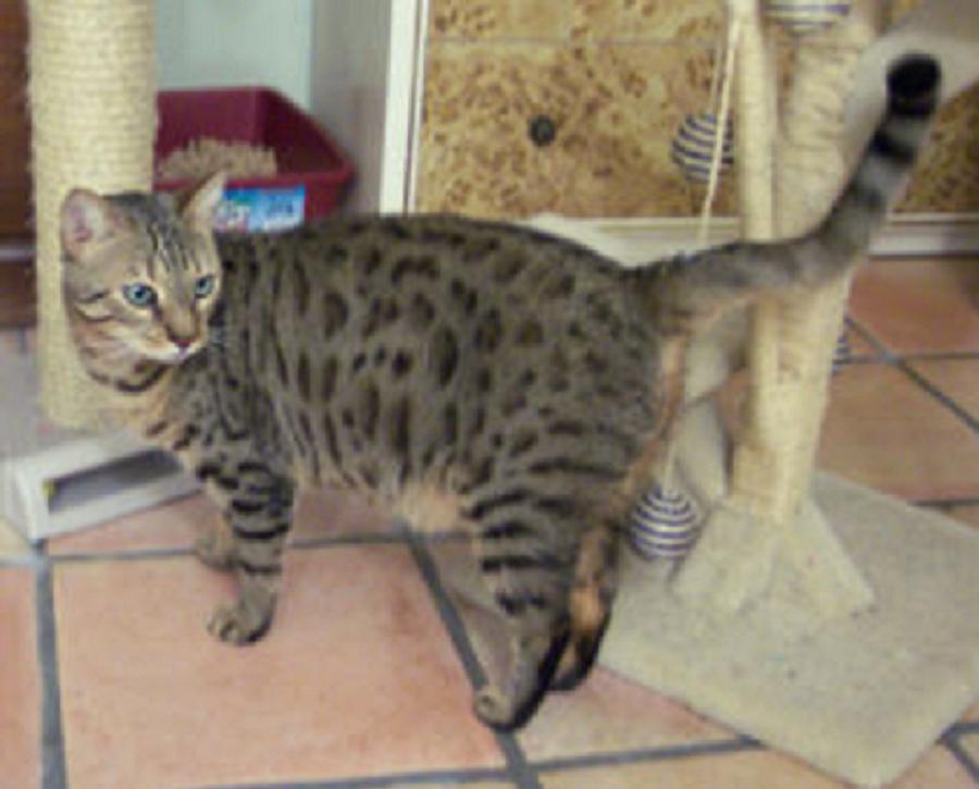 full grown bengal
