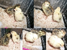 Japanese quail
