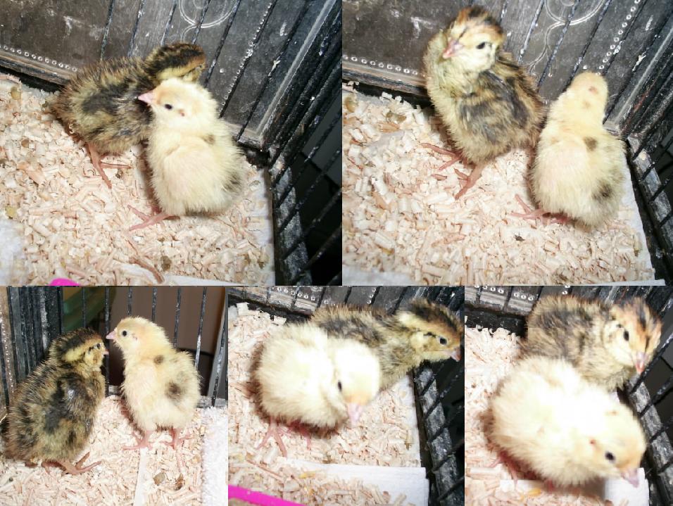 Japanese quail