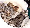 biggest of the litter
