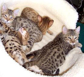 biggest of the litter